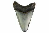 Bargain, Megalodon Tooth - North Carolina #152999-1